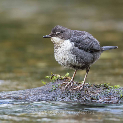 Dipper on the River Camel