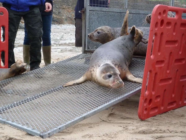 C:\fakepath\cornwall seal sanctuary