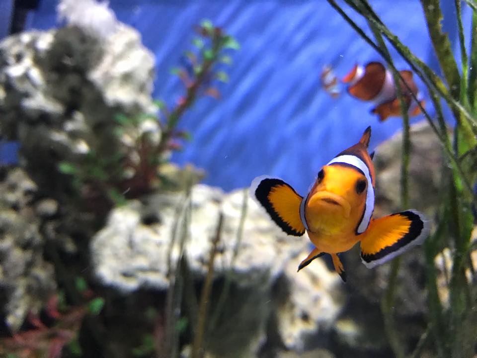 C:\fakepath\Blue Reef Aquarium, Newquay