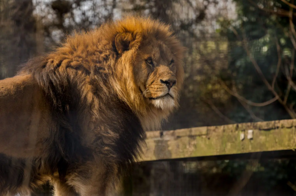 Newquay Zoo Lion Image